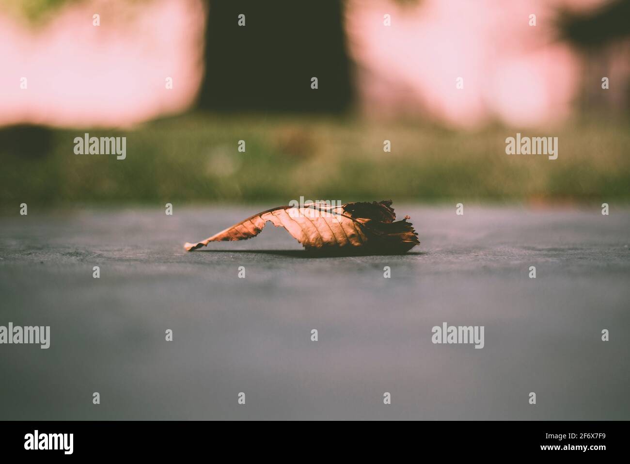Single fallen leaf on the concrete floor Stock Photo - Alamy