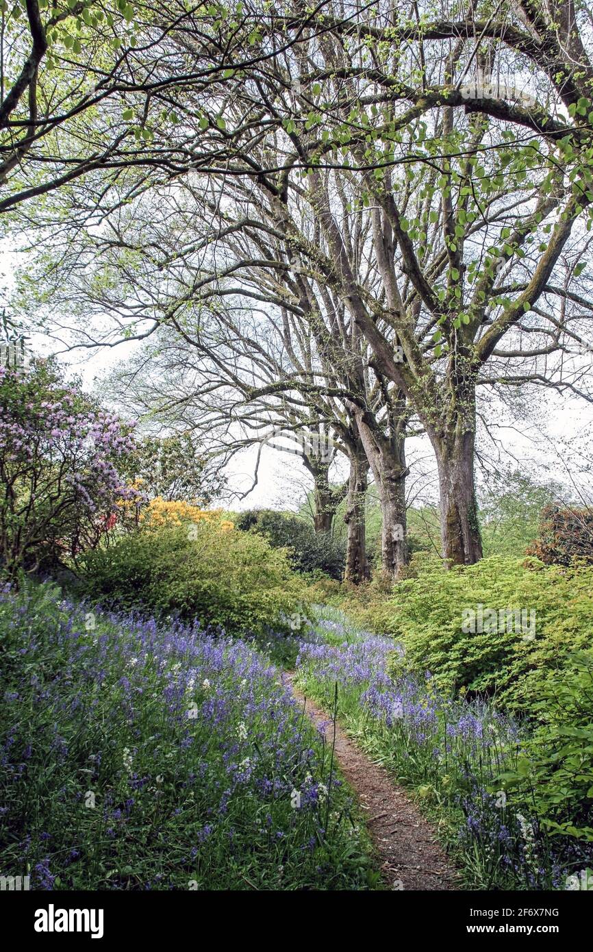 Garden House in the spring. Bluebells near the ten trees pathway Stock Photo