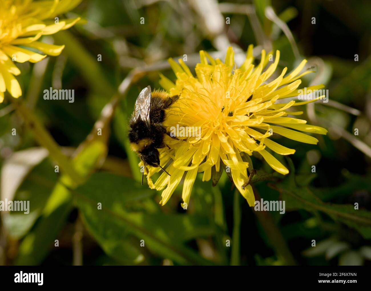 A buff tailed Bumble-Bee feeds on an early flowering dandelion. Early to emerge from hibernation, Queens quickly gorge on nectar and pollen Stock Photo