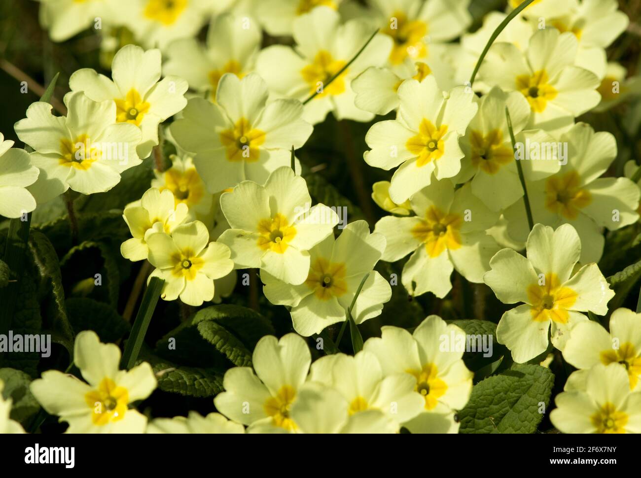 Early Spring is the time for the woodlands and grasslands to give a show of early flowering plants like the Primrose, an ancestor to the Primula Stock Photo
