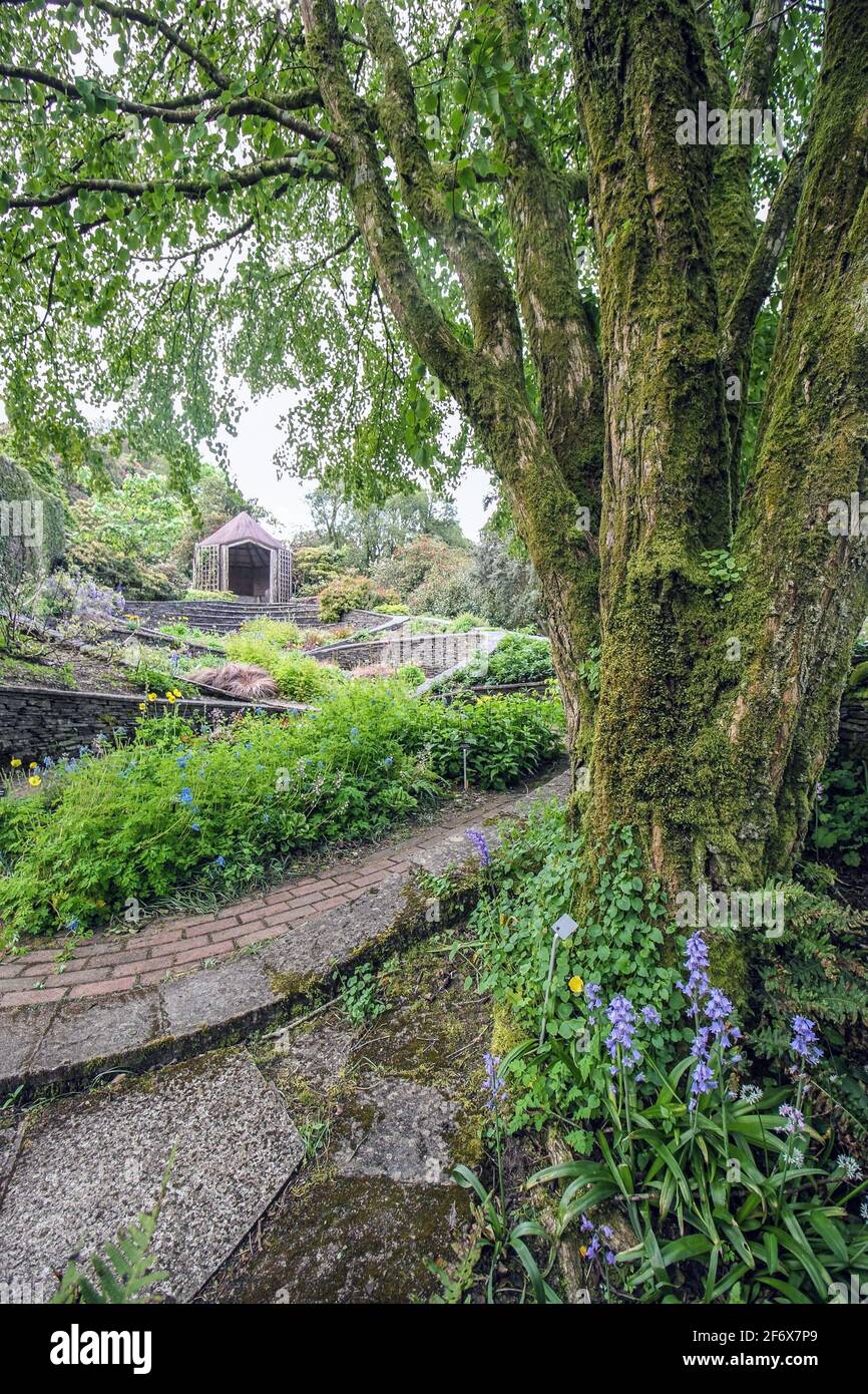 Garden House in the spring. Bluebells under a tree at theOvals Stock Photo