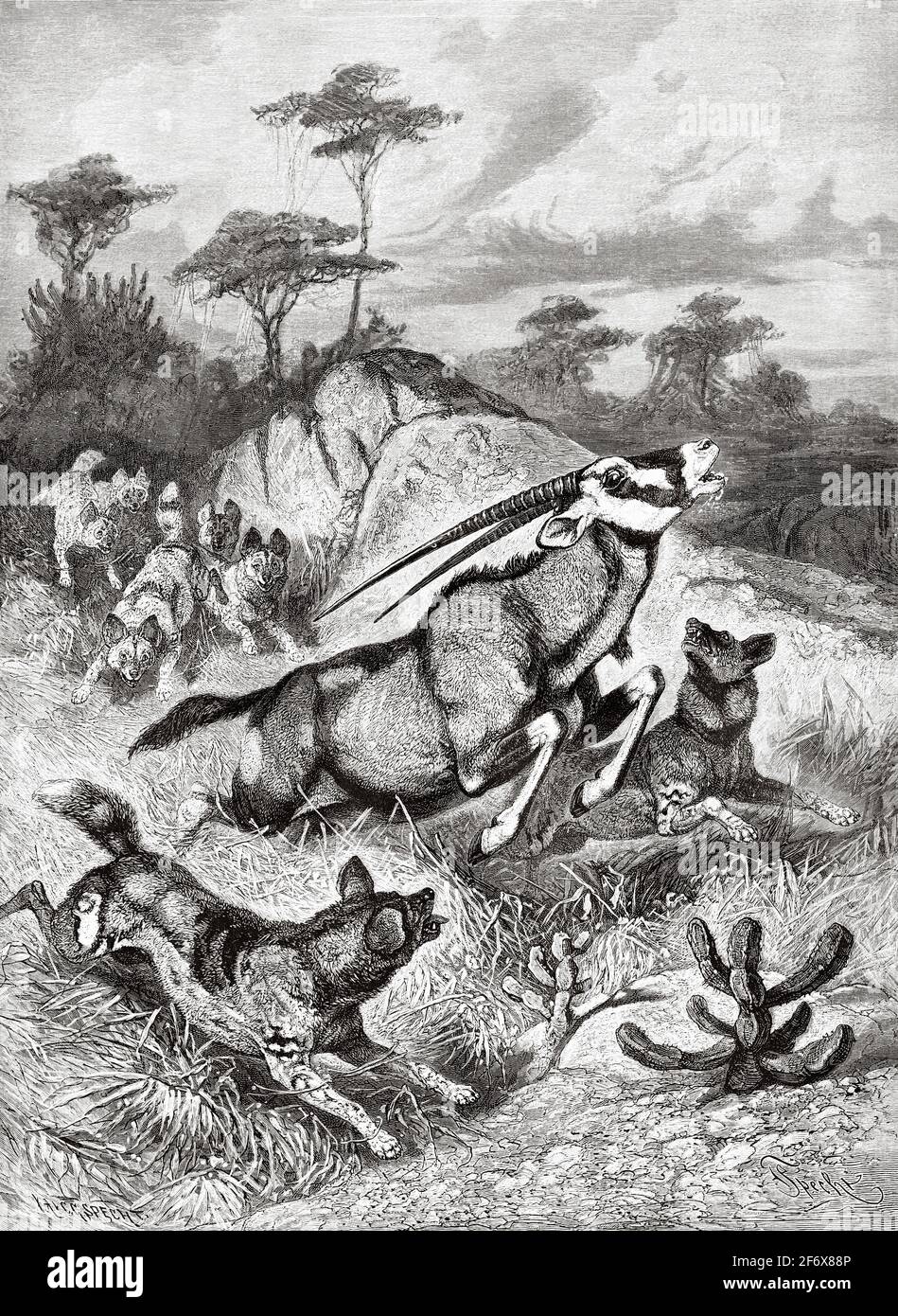 Spotted Hyenas (Crocuta crocuta) hunting an oryx. Old 19th century engraved illustration from El Mundo Ilustrado 1879 Stock Photo