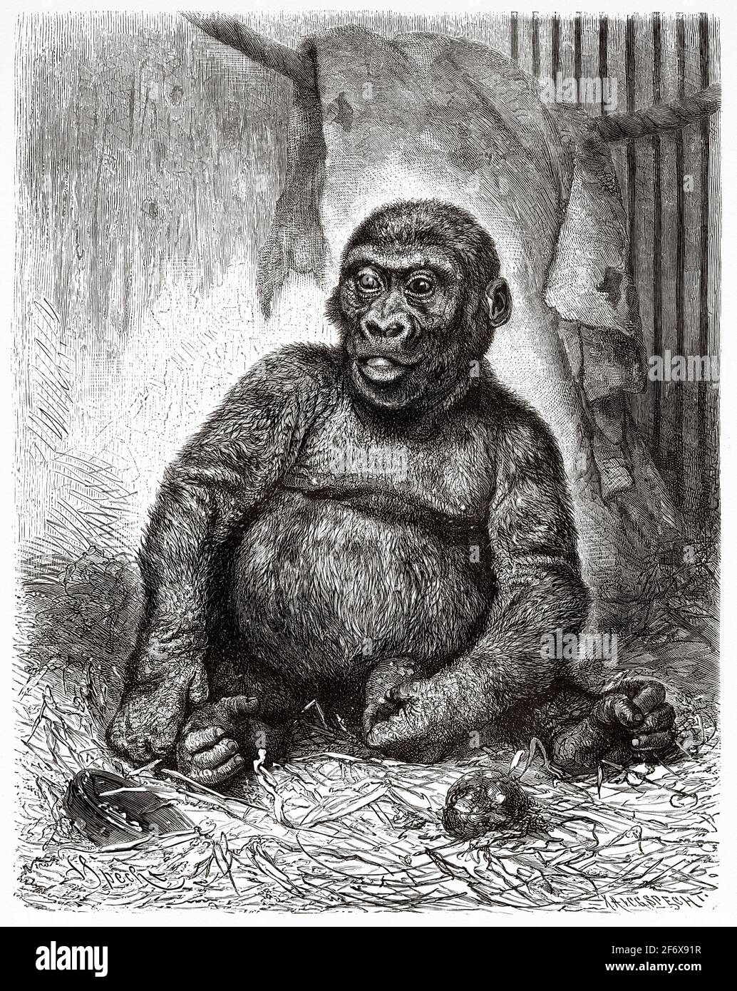 Troglodytes gorilla in a XIX century zoo. Old 19th century engraved illustration from El Mundo Ilustrado 1879 Stock Photo