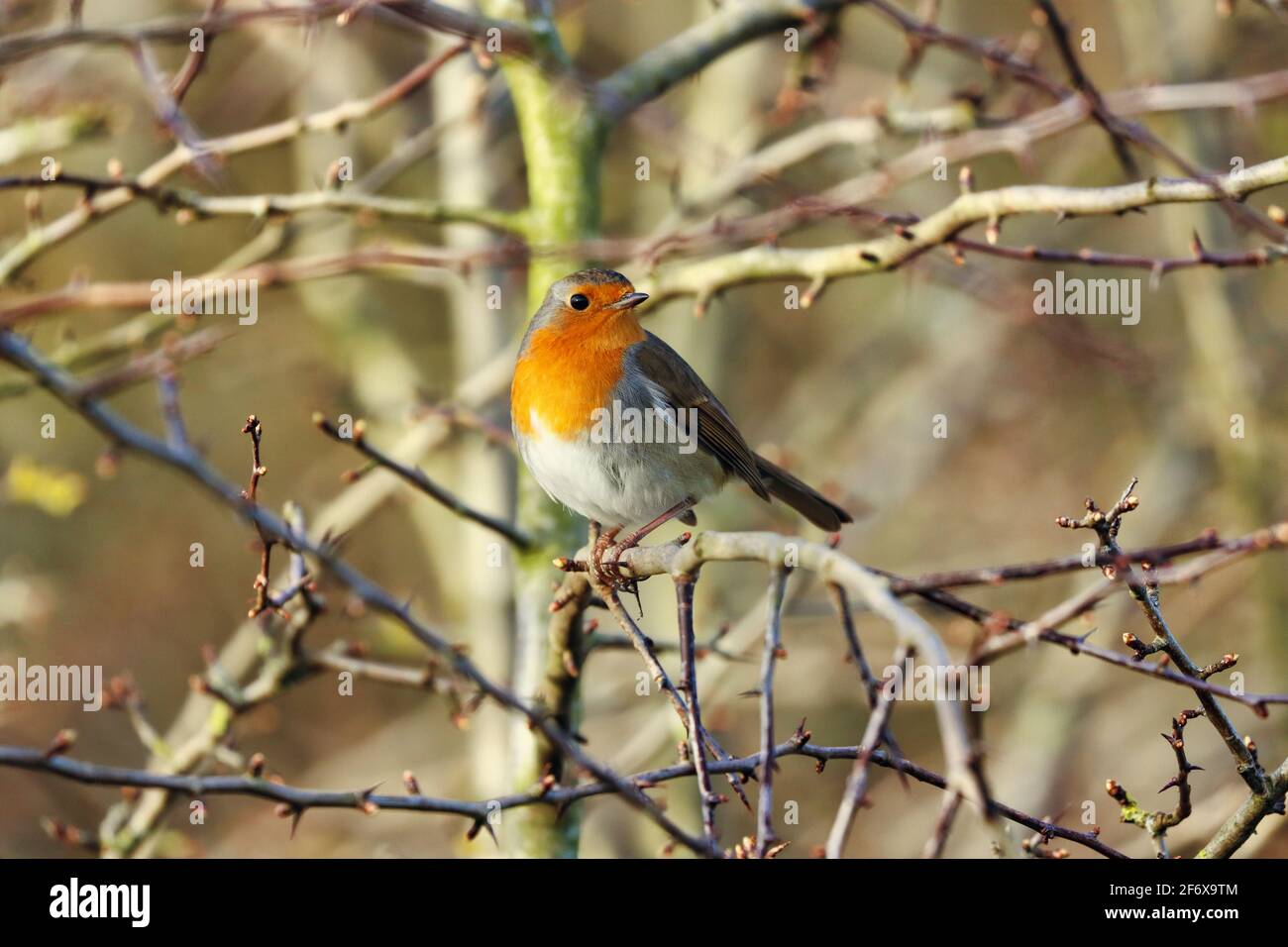 A Robin Red Breast perched on a Thorny Twig at Springtime Stock Photo