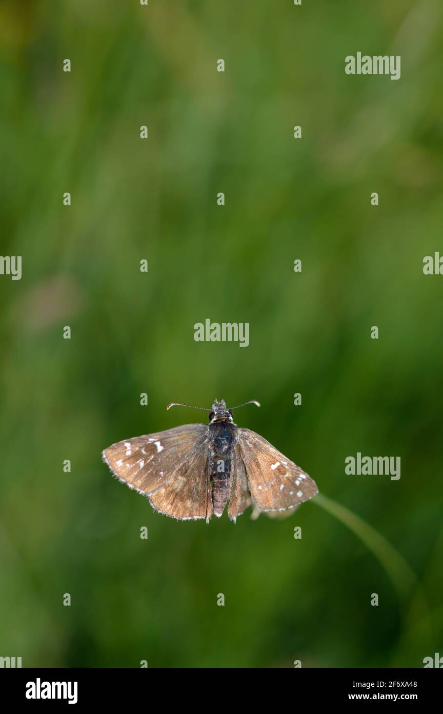 Skipper butterfly in nature on a plant, tiny brown butterfly in natural environment. Small brown moth. Stock Photo