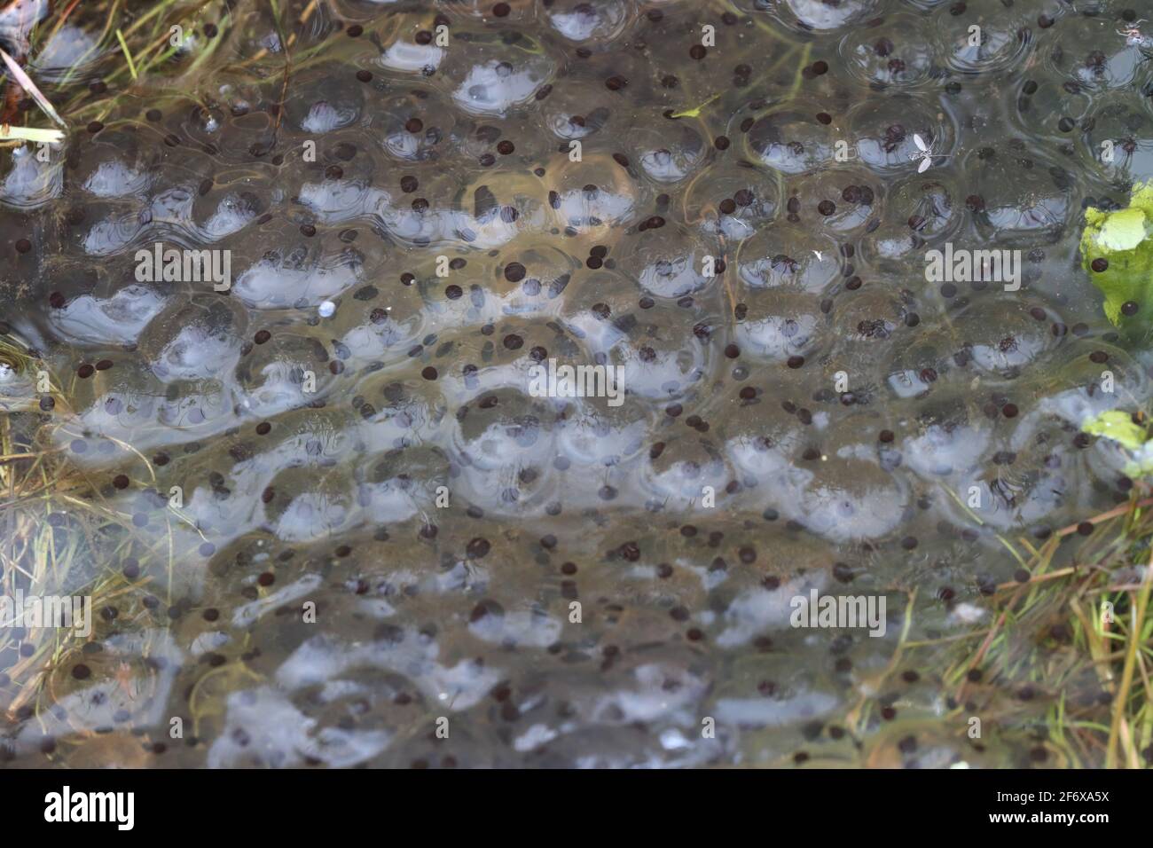 A Cluster of Frog Spawn in a Pond at Springtime. Stock Photo
