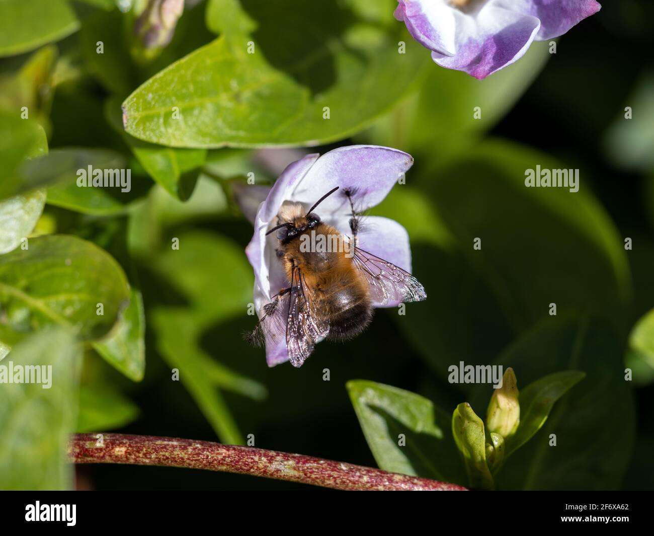 Hairy Footed Flower Bee Male on Vinca minor flower Stock Photo Alamy