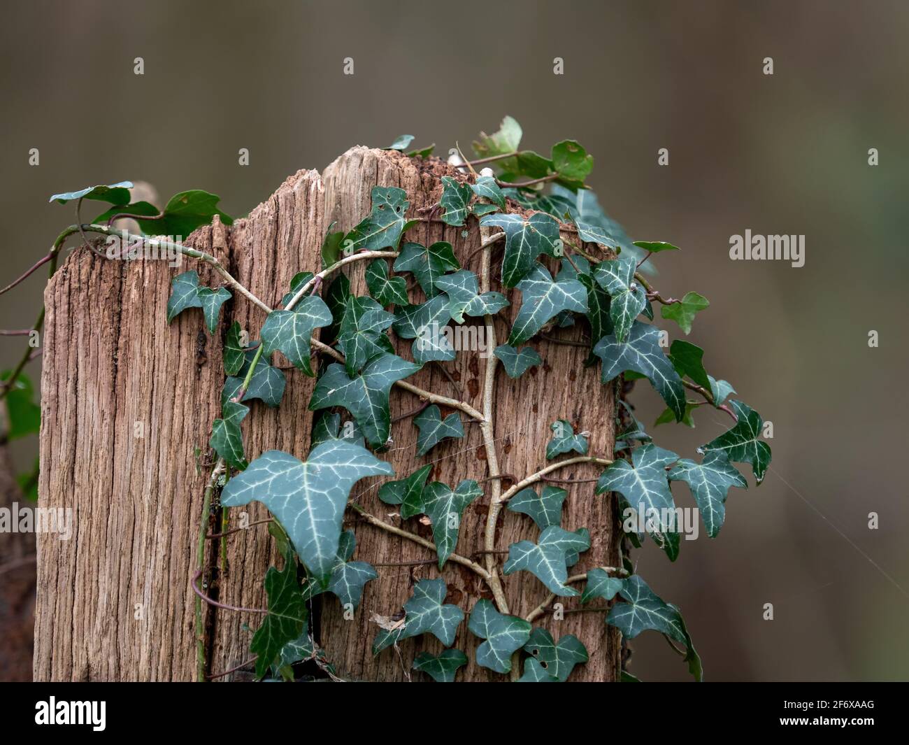 Ivy growing over wooden gate post in Sussex countryside Stock Photo