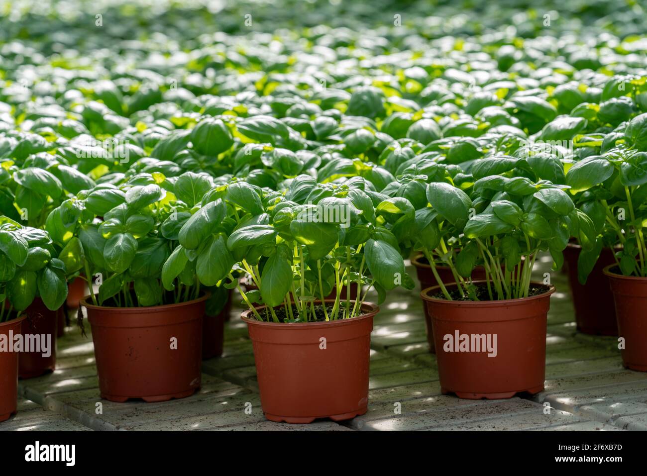 Agriculture, herb gardening, basil plants in pots, in a greenhouse Stock Photo