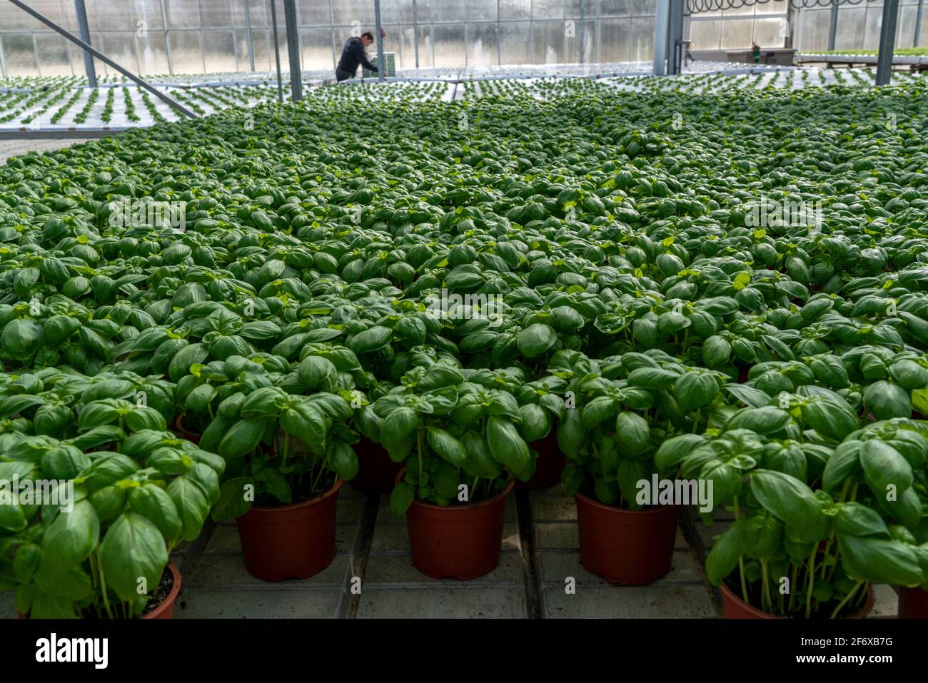 Agriculture, herb gardening, basil plants in pots, in a greenhouse