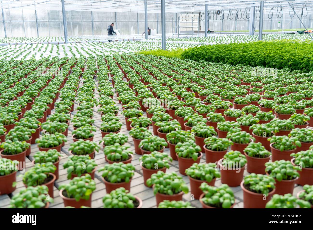 Agriculture, herb gardening, basil plants in pots, in different growth stages, in a greenhouse