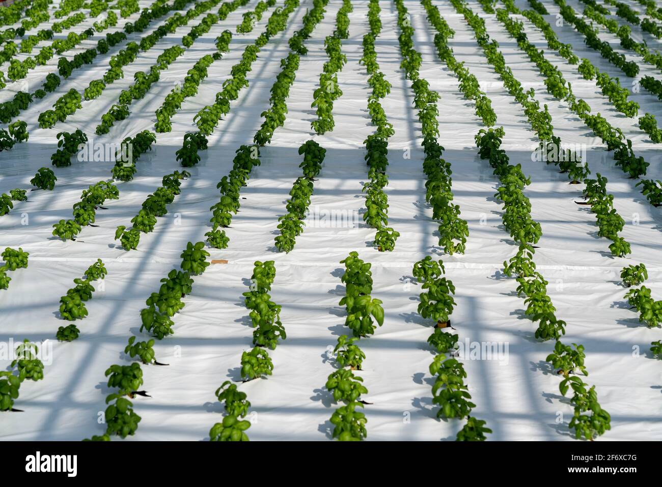 Farming, herb gardening, basil seedlings, growing in a greenhouse Stock