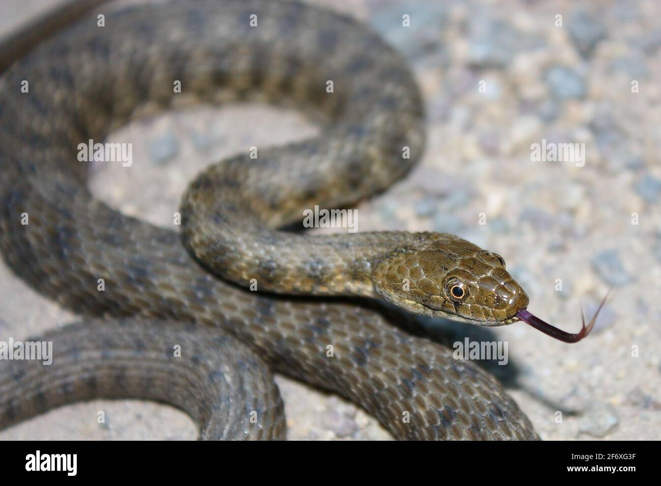Dice snake (Natrix tessellata) with tongue out Stock Photo