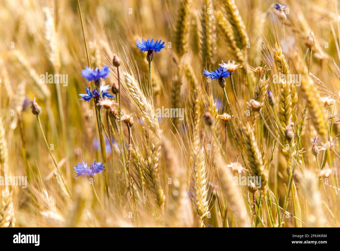 Bluebottles in a cornfield in the Zicker hills of Ruegen Island Stock Photo
