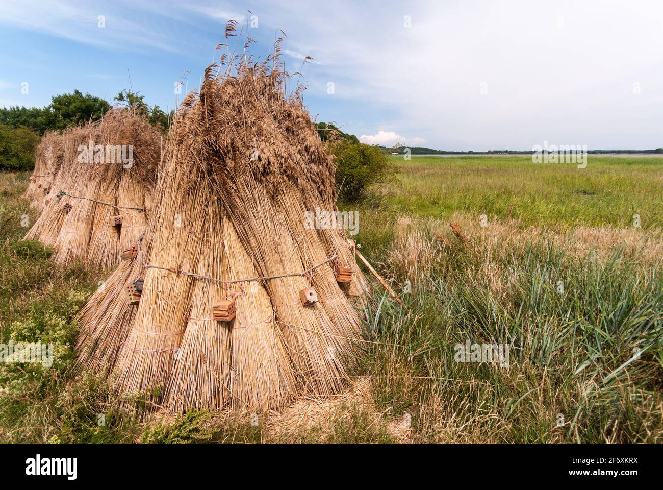 Sheafs of reed drying on field, waiting to be used for traditional thatched roofs. Stock Photo