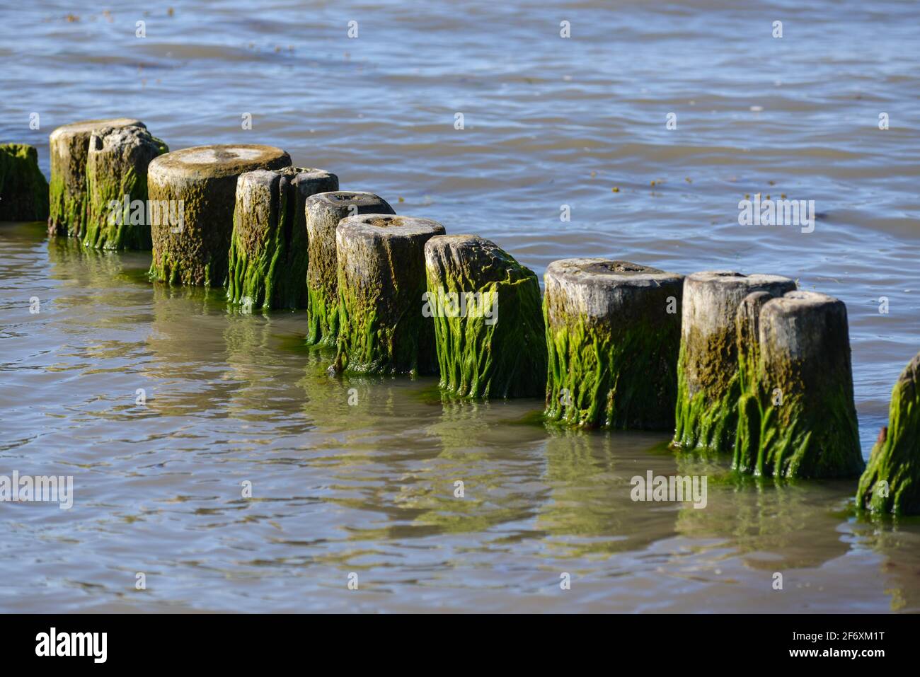 Mit Algen bewachsene Buhnen am Strand von Glowe in Rügen - a wooden spur dyke overgrown with algae at Glowe beach on Ruegen Island Stock Photo