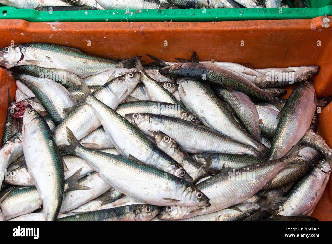 Fang des Tages, Heringe eines Mönchguter Fischers auf Rügen - catch of the day, herrings of a Ruegen fisherman Stock Photo