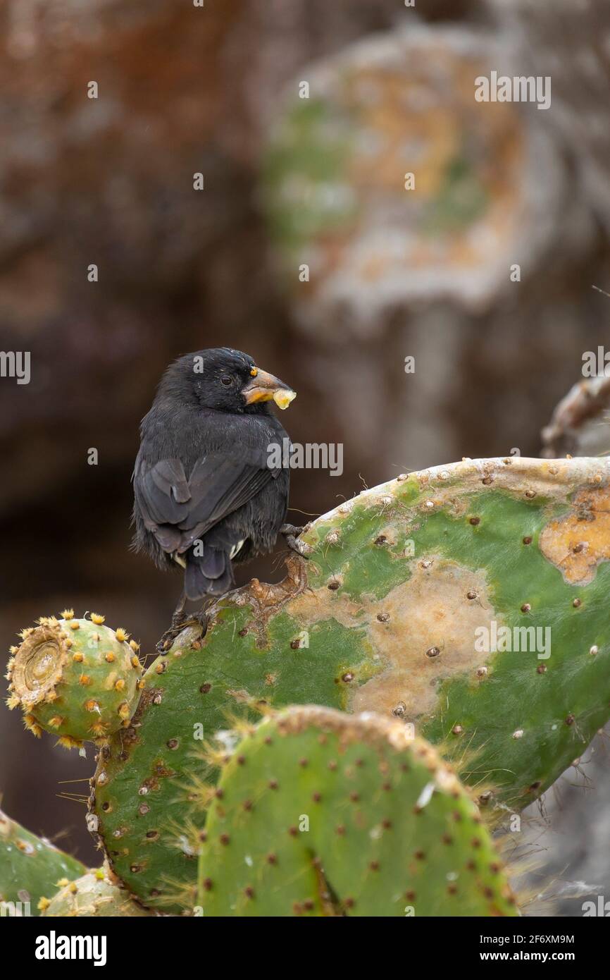 Cactus Finch (Geospiza scandens) male on cactus leaf Stock Photo