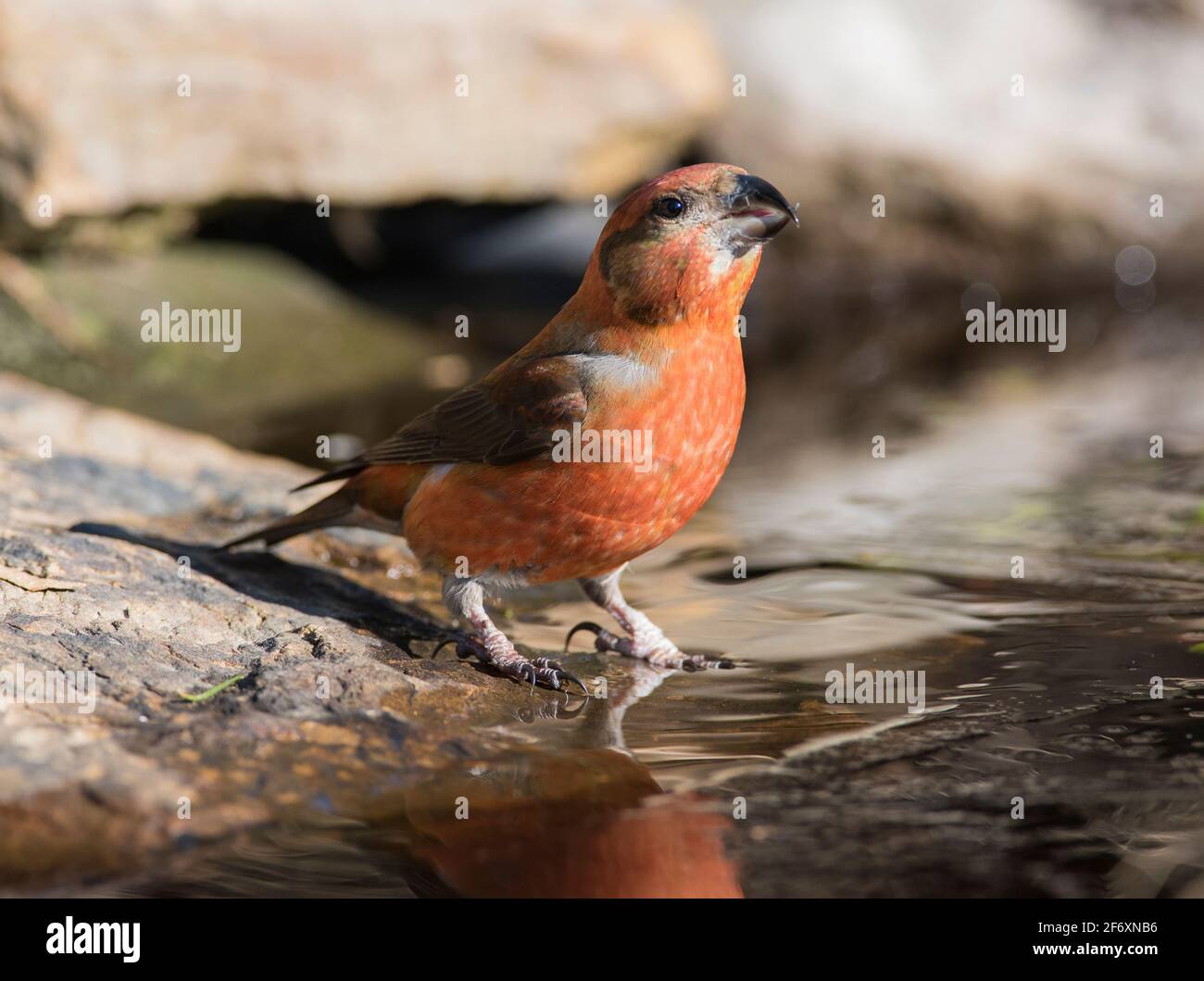 Male Common Crossbill (Loxia curvirostra) at a drinking pool in a Scots Pine forest in the Peak District. Stock Photo