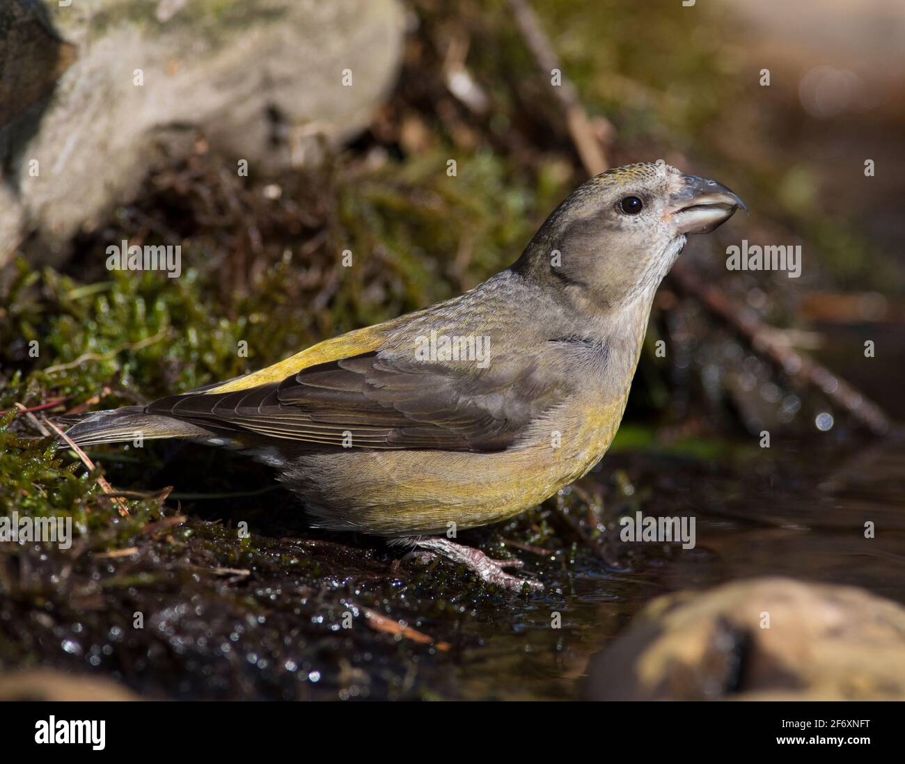 Female Common Crossbill (Loxia curvirostra) at a drinking pool in a ...