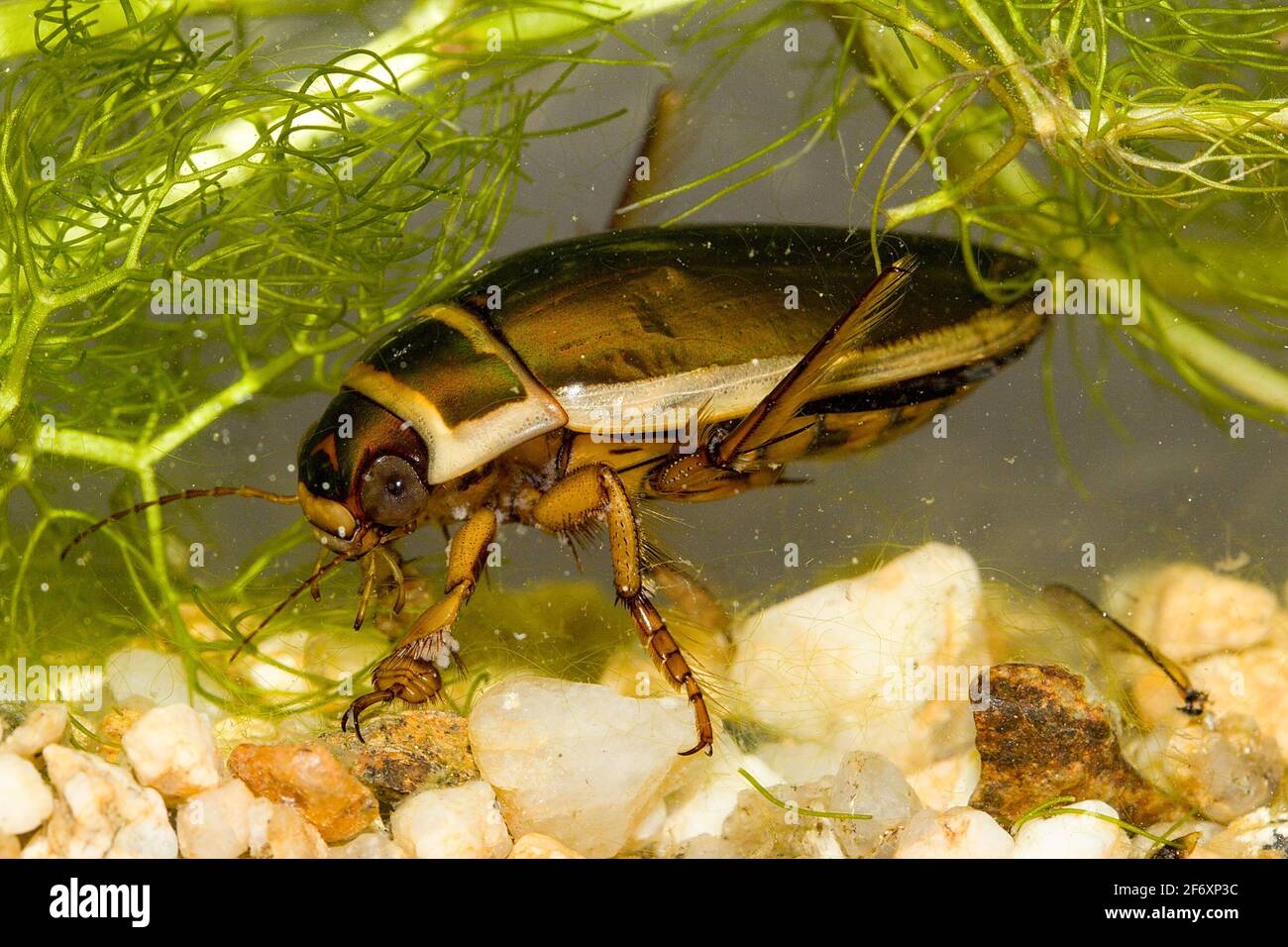 The diving beetle (Dytiscus dimidiatus) male at the underwater habitat Stock Photo