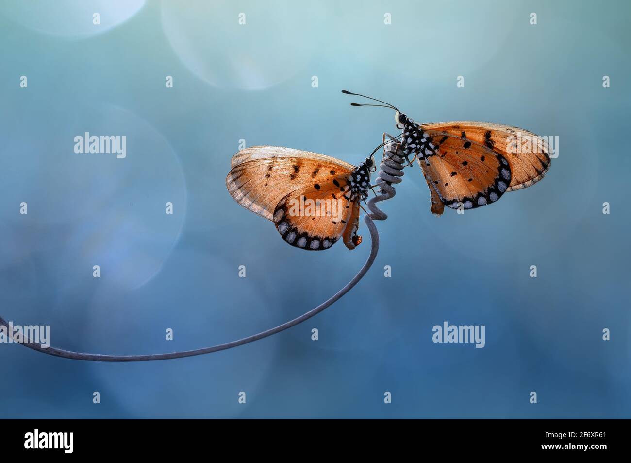 Two butterflies on a spiral tendril on a plant, Indonesia Stock Photo