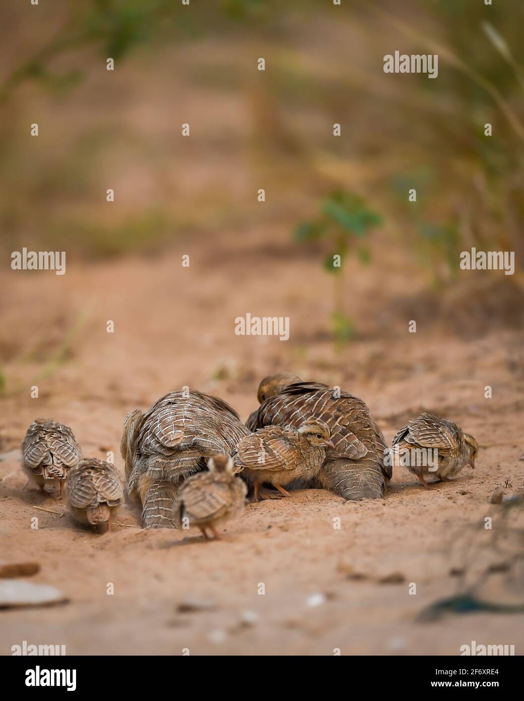 grey francolin or grey partridge or Francolinus pondicerianus family with chicks or babies walking together on a jungle track at Ranthambore india Stock Photo