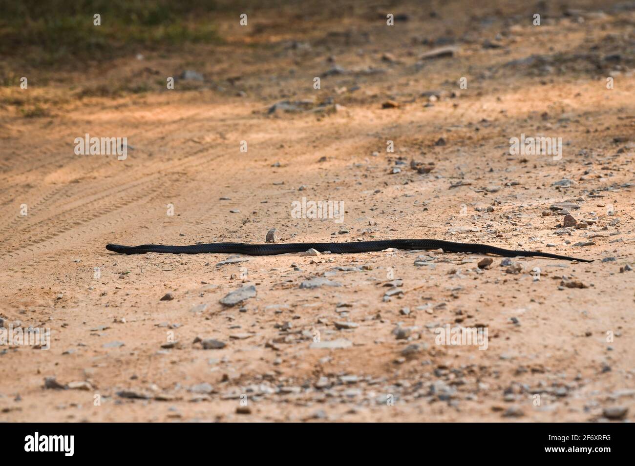Indian cobra or Naja naja or spectacled or Asian or binocellate cobra a venomous snake or serpent crossing forest track at during outdoor jungle Stock Photo