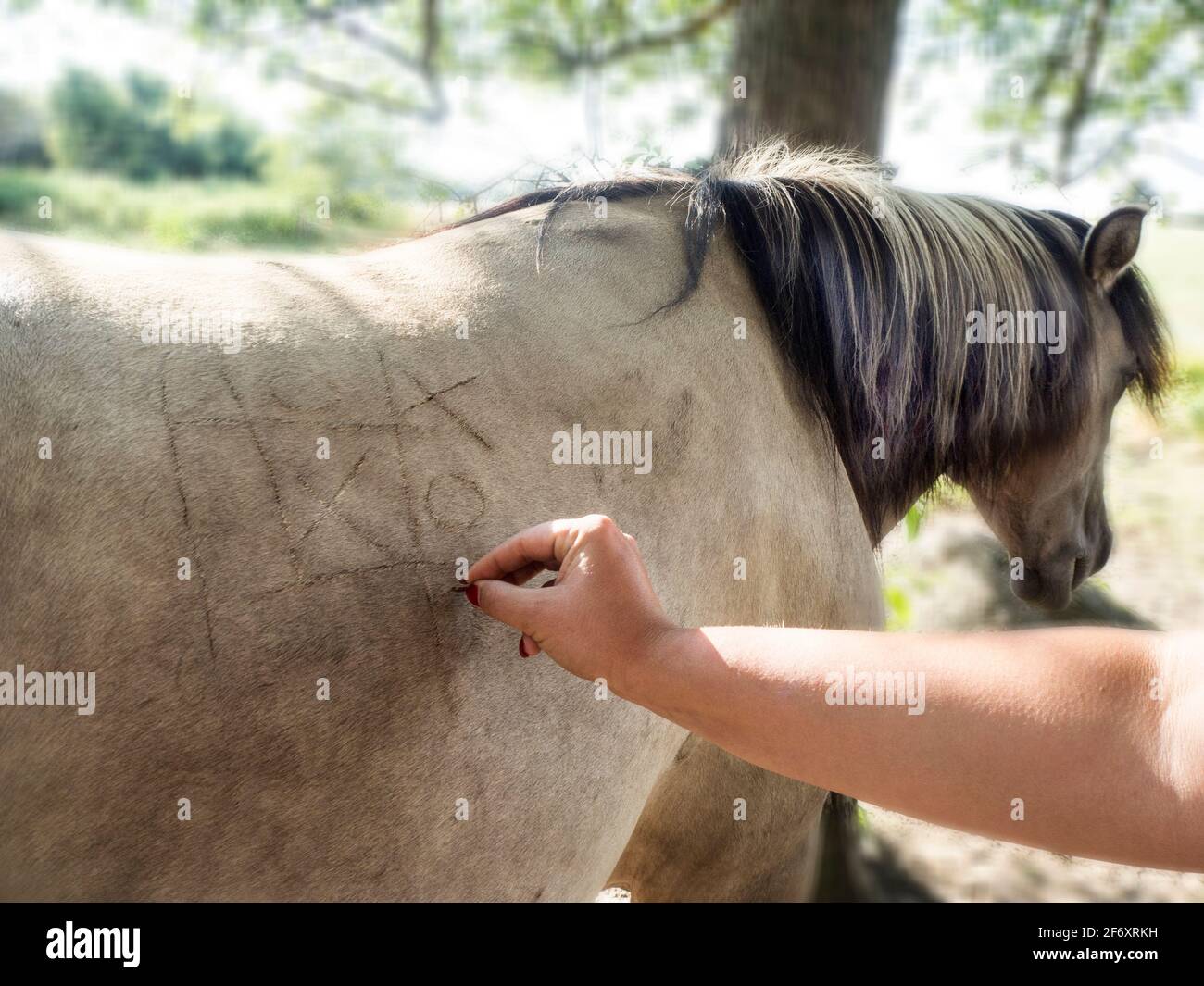 Woman playing noughts and crosses on a horses back, Poland Stock Photo