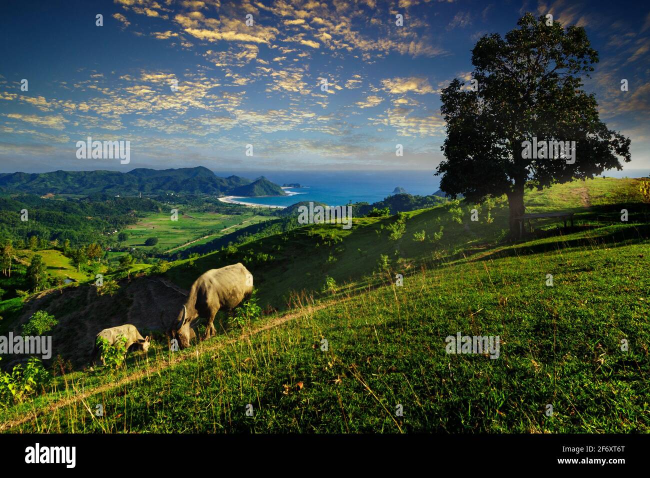 Cattle grazing in a meadow with Selong belanak beach in the distance, Lombok, West Nusa Tenggara, Indonesia Stock Photo