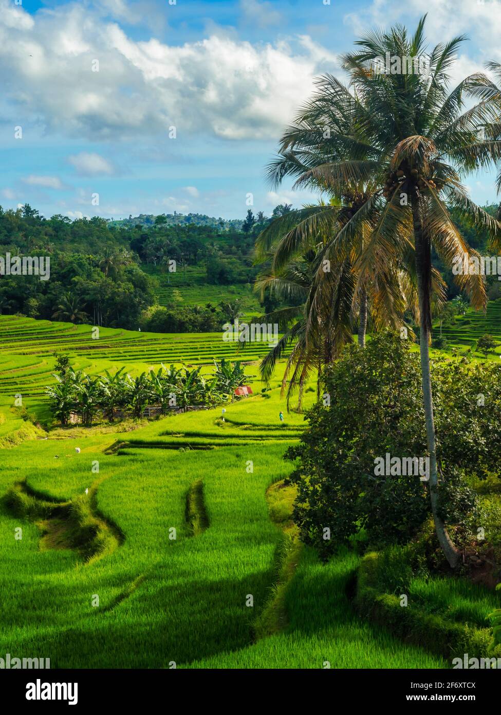 Tropical rice fields in rural landscape, Mandalika, Lombok, West Nusa Tenggara, Indonesia Stock Photo