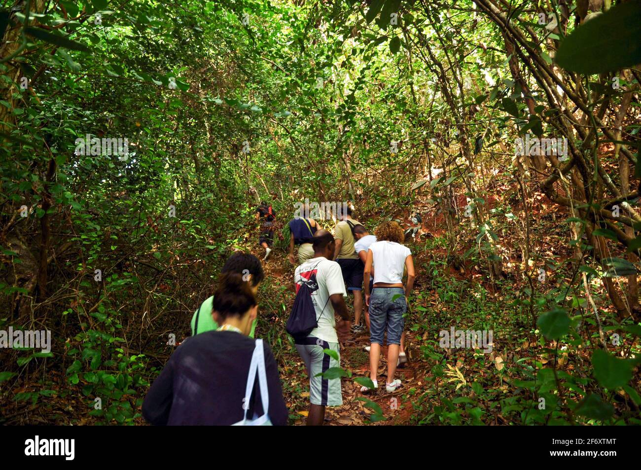 Groups of tourists hiking in the dense jungle in the tropical forest of ...