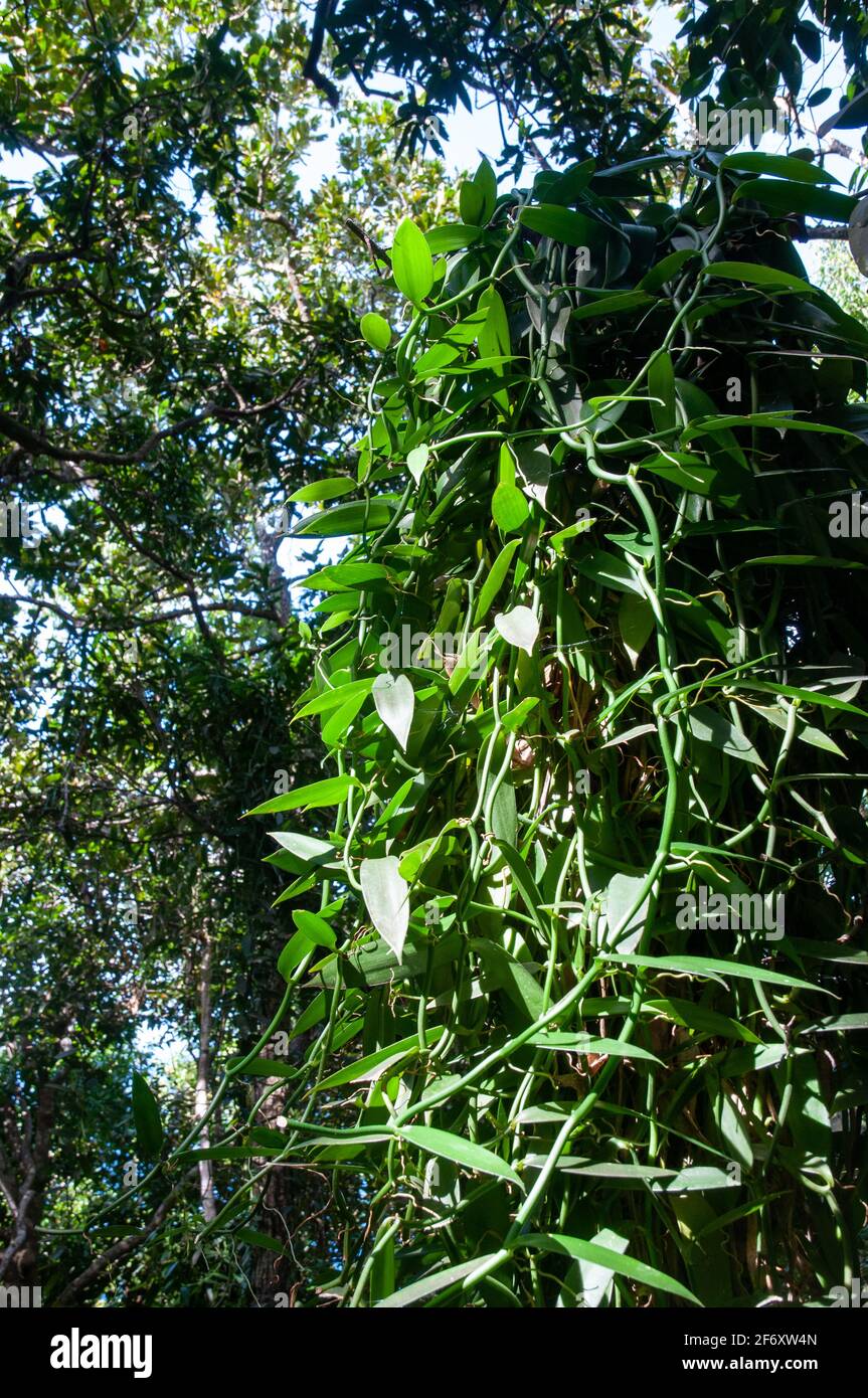 Wild Flat-leaved Vanilla (Vanilla planifolia) tree in the forest.  Seychelles Stock Photo - Alamy