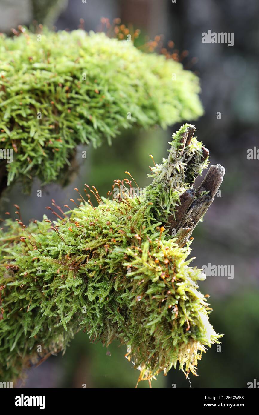 Moss Detail Showing Spore Fruiting Heads Growing on a Branch, North Pennines, Teesdale, County Durham, UK Stock Photo