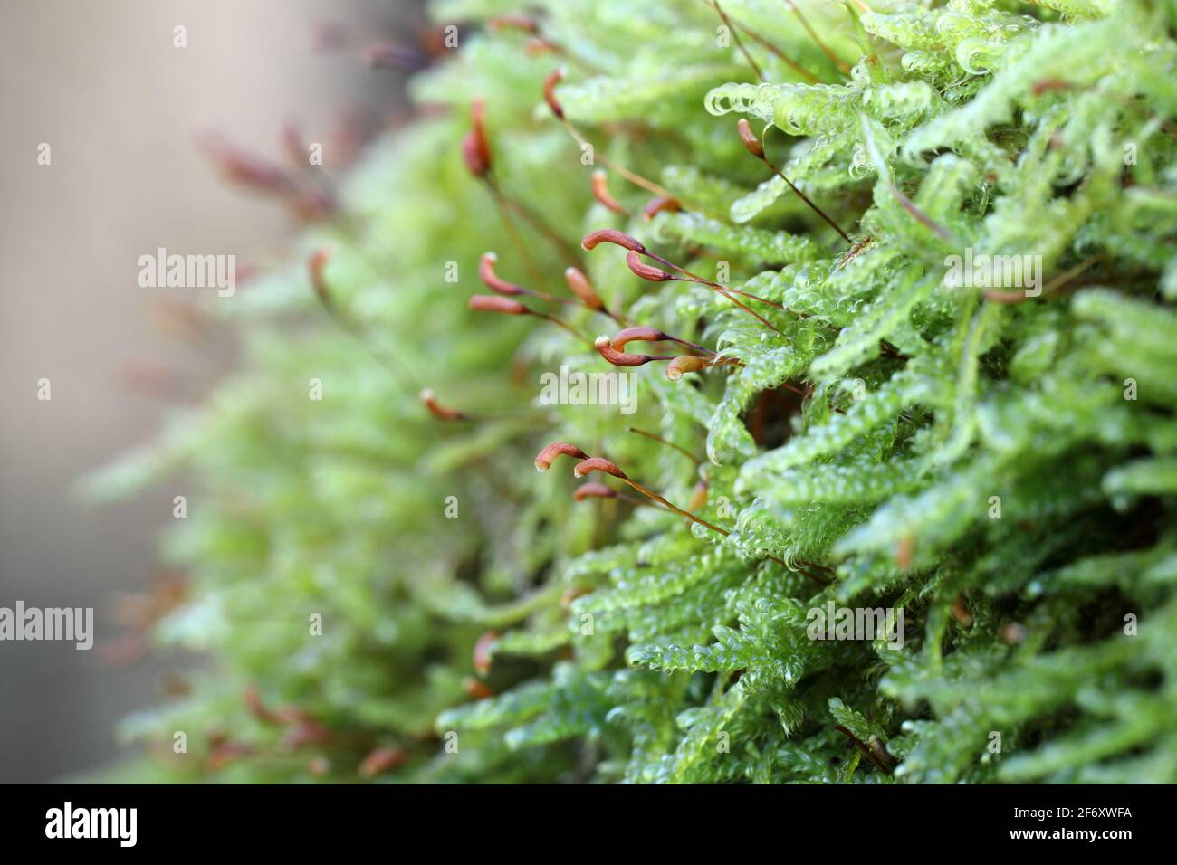 Close up View of Moss Detail Showing Spore Fruiting Heads Growing on a Branch, North Pennines, Teesdale, County Durham, UK Stock Photo