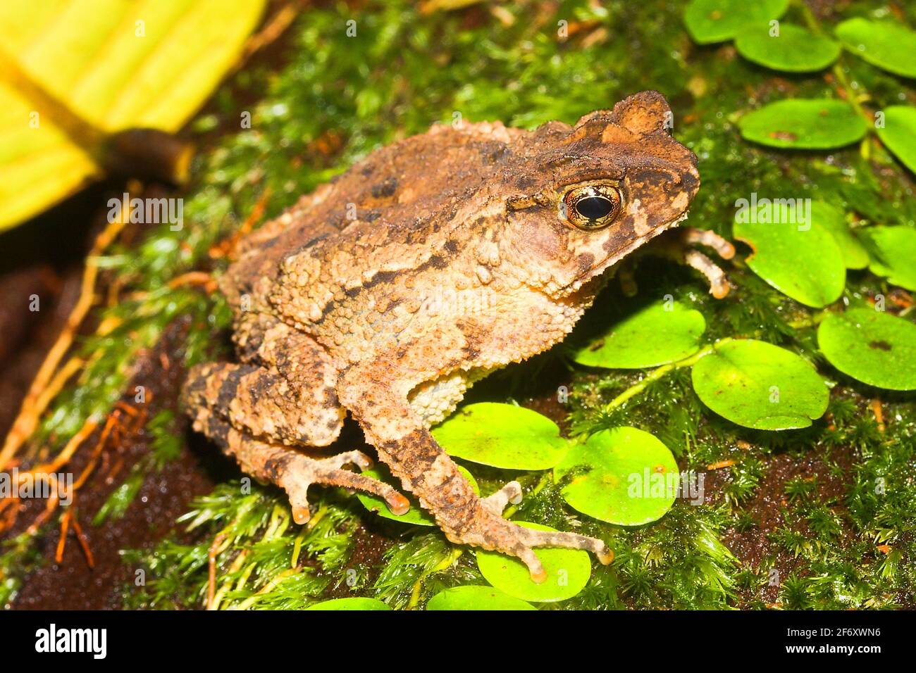 Crested toad (Ingerophrynus divergens) in natural habitat, Borneo Stock Photo