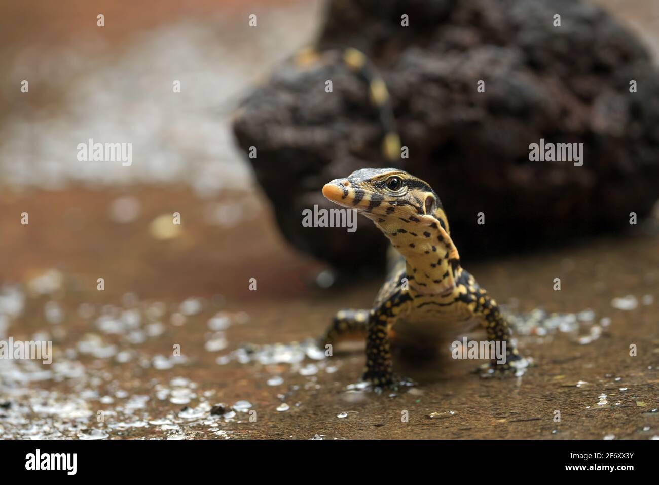 Asian water monitor standing at the edge of a river, Indonesia Stock Photo
