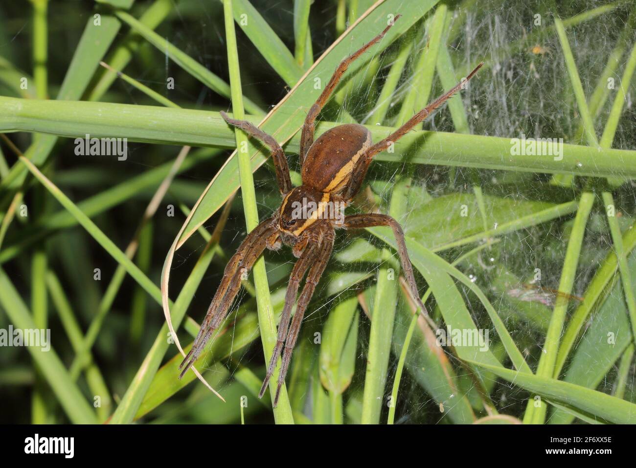 Male of Fen Raft Spider (Dolomedes plantarius) Stock Photo