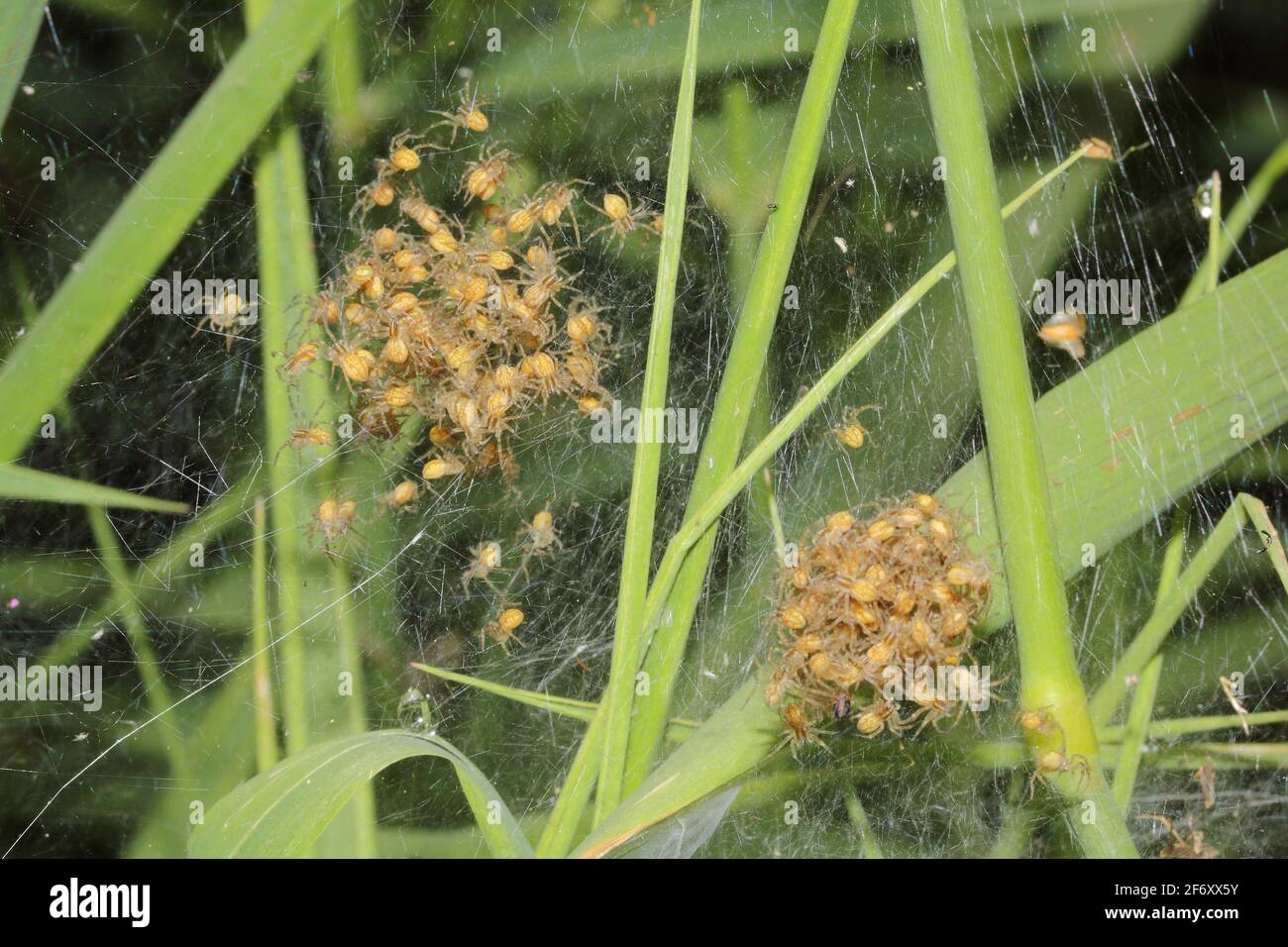 Young spiders of Fen Raft Spider (Dolomedes plantarius) Stock Photo