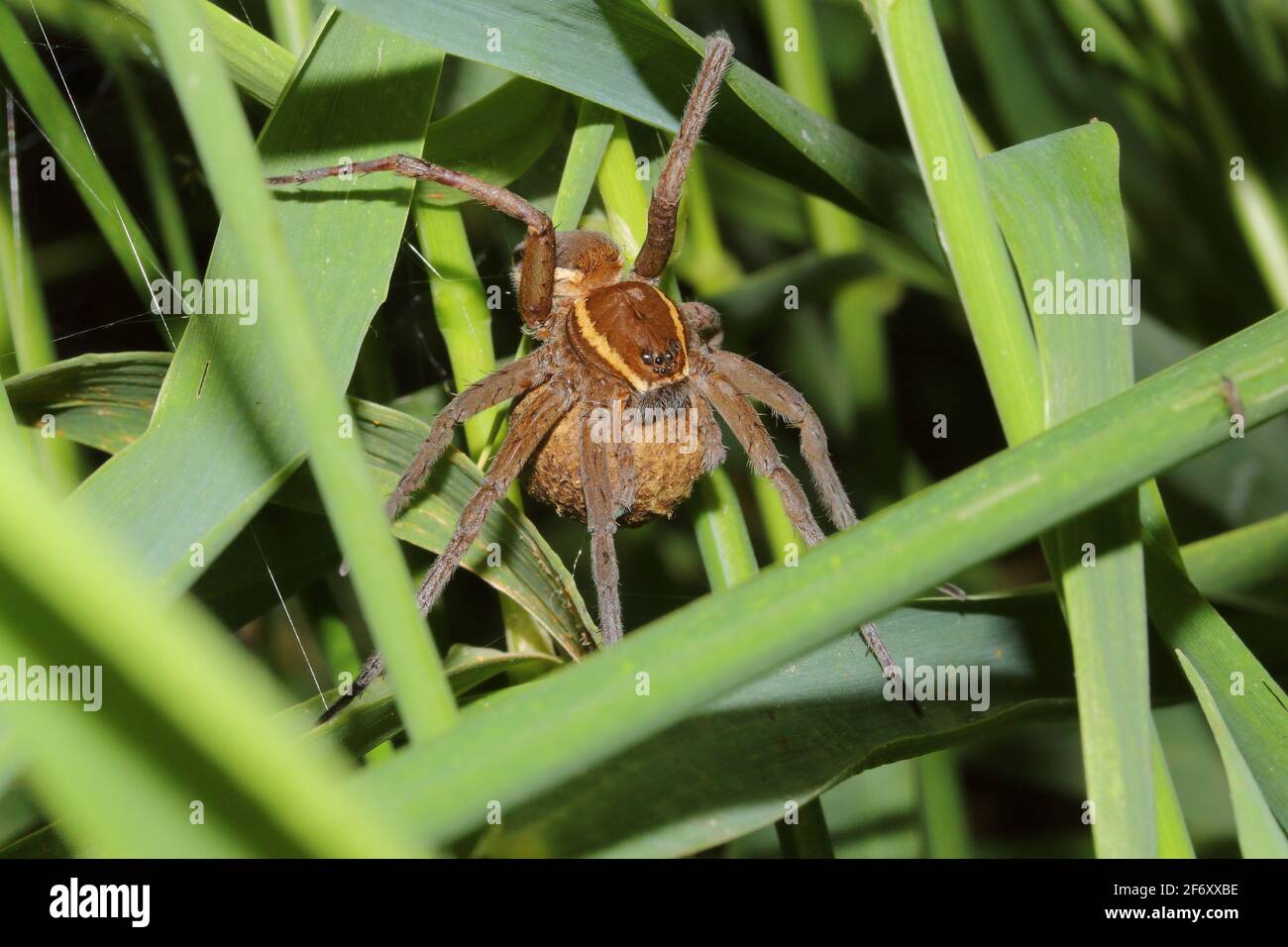 Female of Fen Raft Spider (Dolomedes plantarius) with cocoon Stock Photo