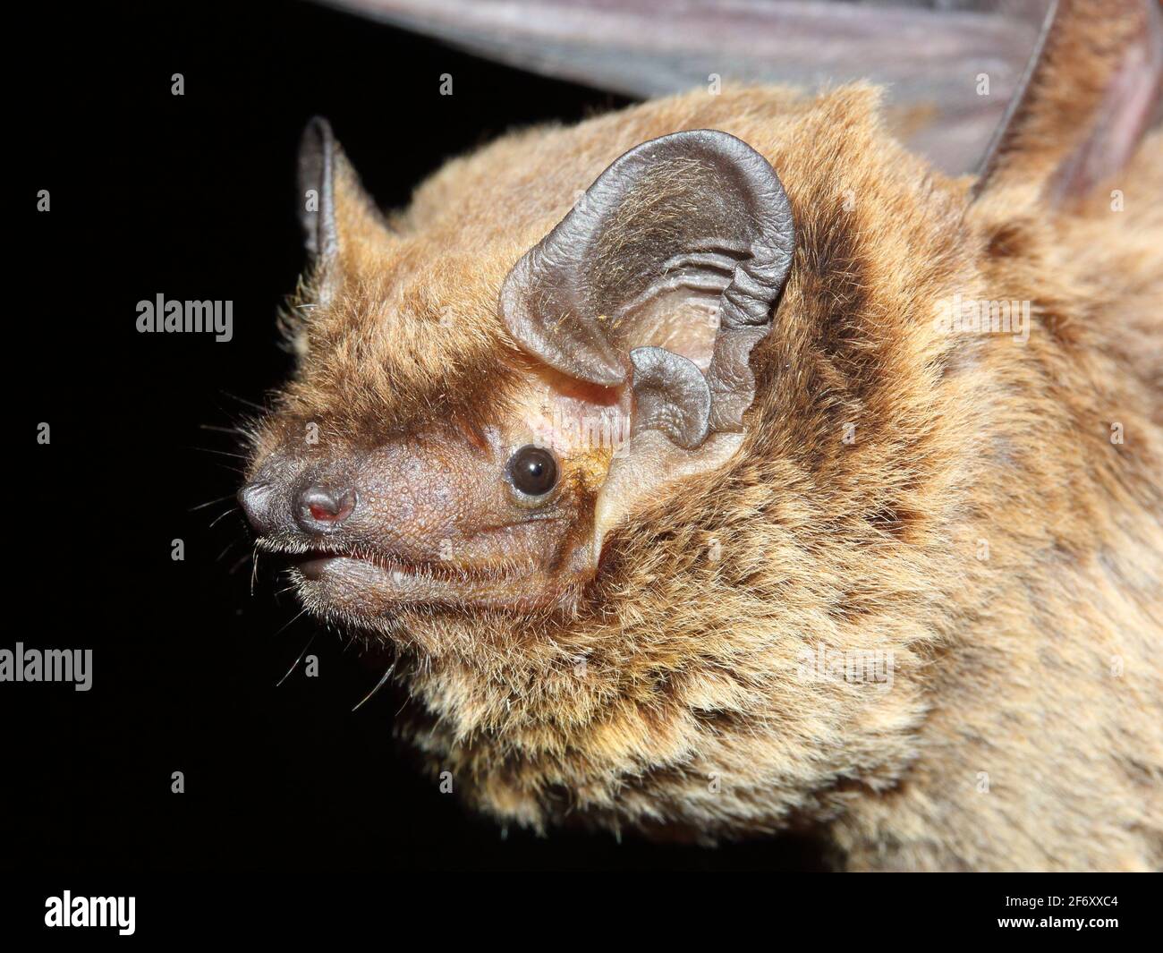 The lesser noctule, Leisler's bat or the Irish bat (Nyctalus leisleri