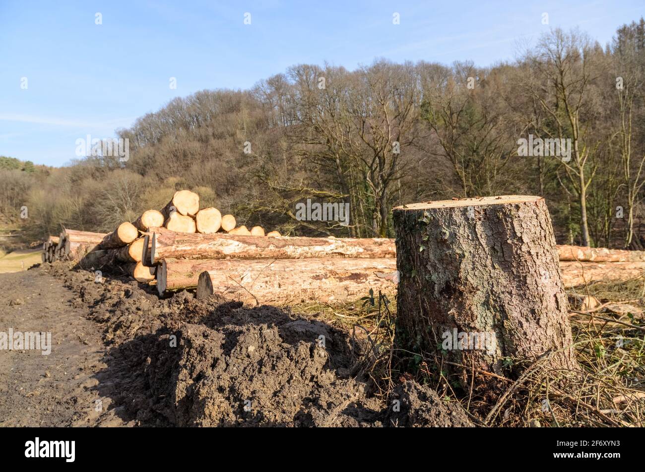 Tree stump in a lumberyard or logging site in the forest, visible cross ...