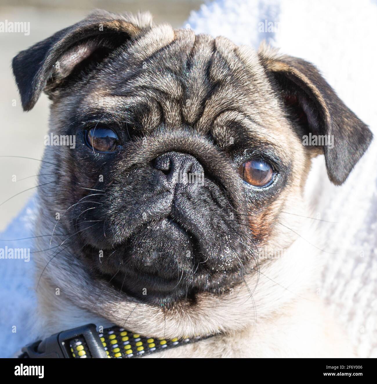 Pug close up facing camera Stock Photo