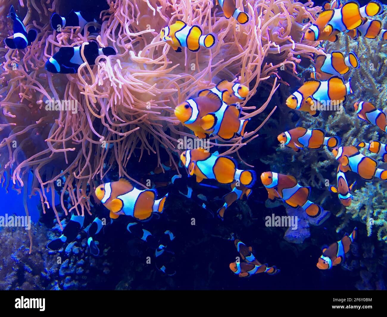 Clown Fish Swimming In A Coral Reef, USA Stock Photo - Alamy