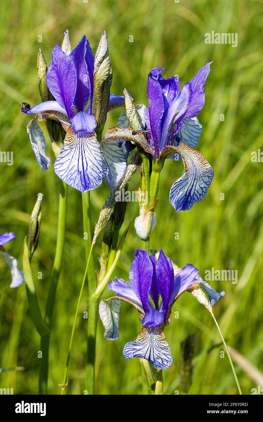 Blooming Siberian iris (Iris sibirica) on the meadow Stock Photo