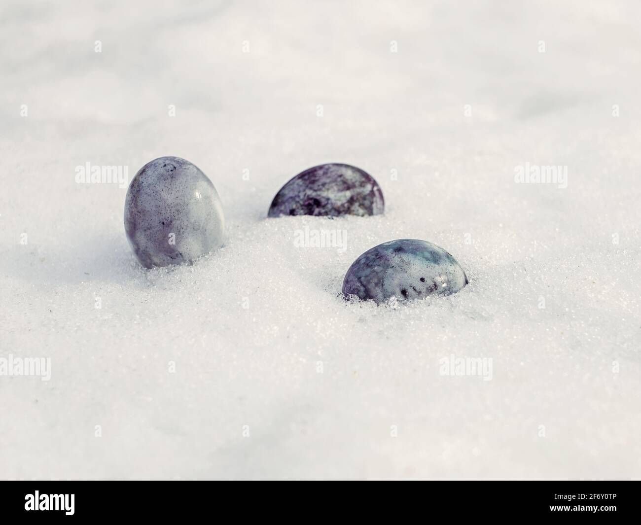 Painted chicken eggs on white snow on spring day. Stock Photo