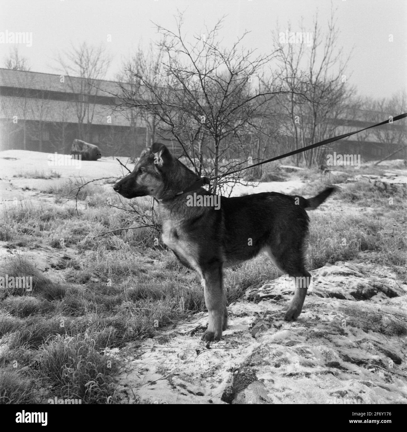 Police dog on south star.Sweden, Blekinge, Blekinge, Karlskrona, Karlskrona, External War Gogs (depicted, City) Stock Photo