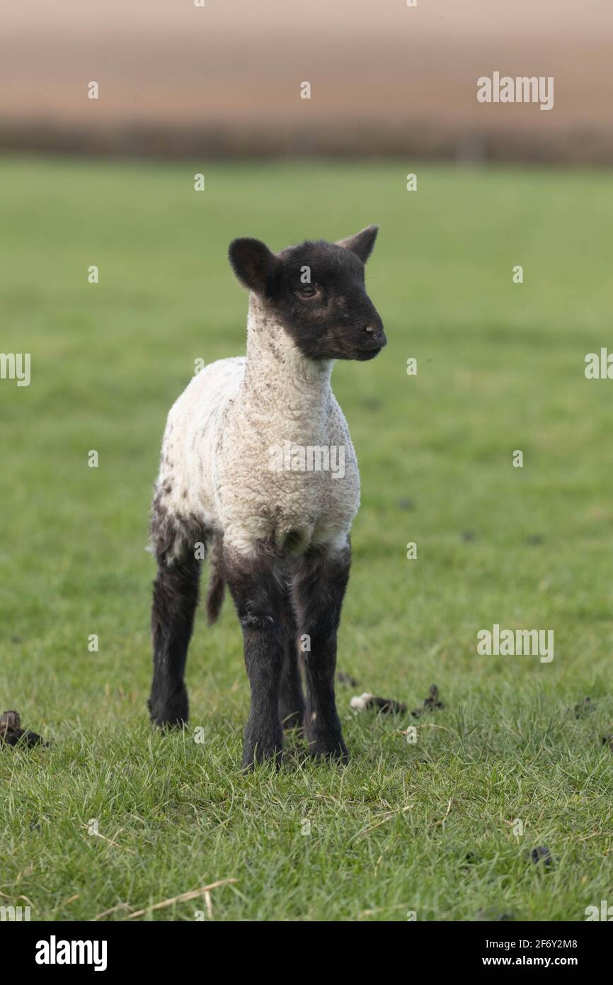 Spring lamb Stock Photo