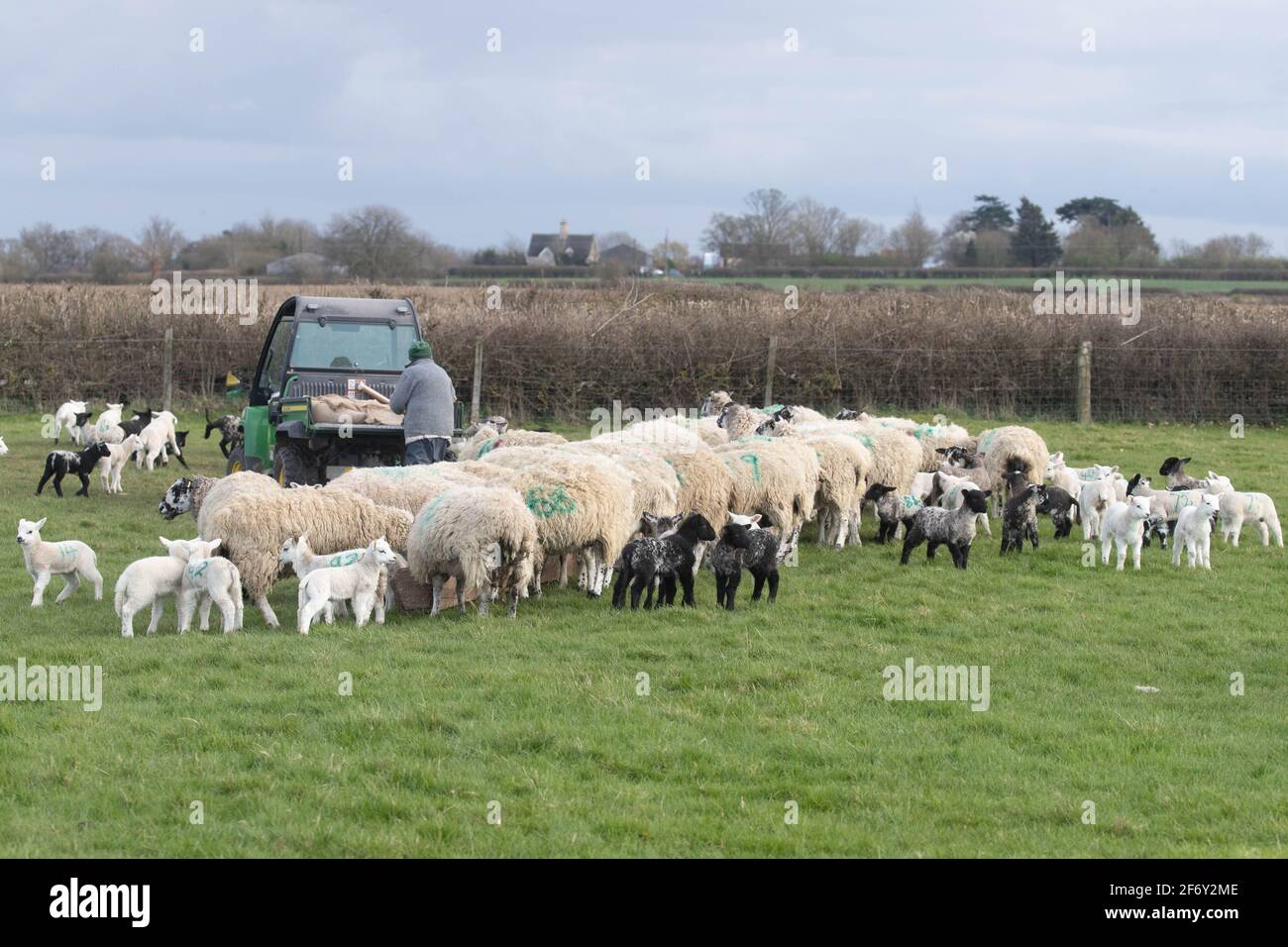 Shepherd feed ewes and lambs Stock Photo