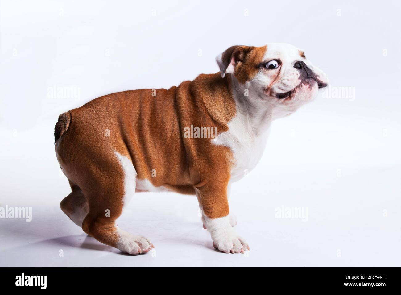French bulldog posing with a funny face Stock Photo